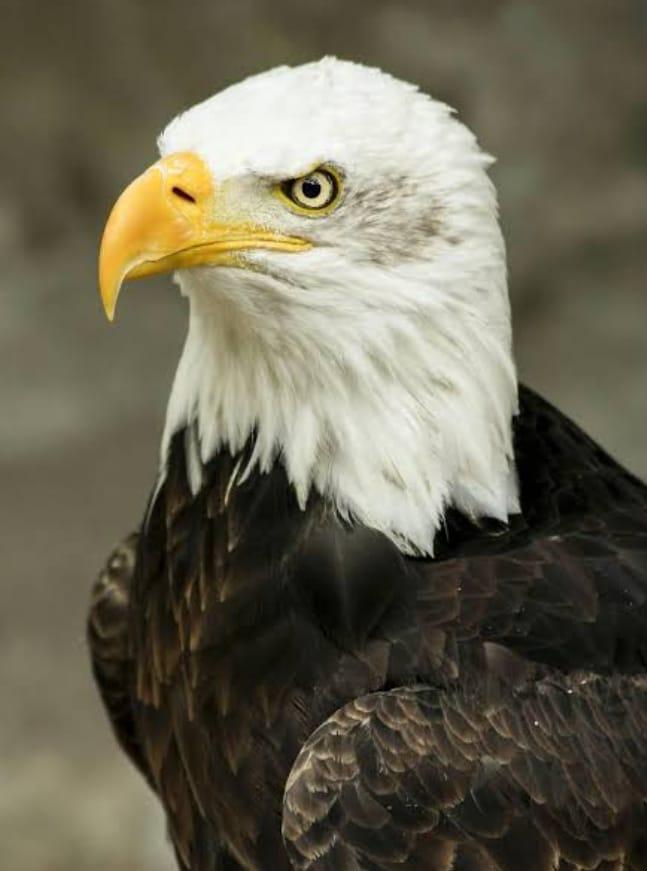 Eagle Real Estate 